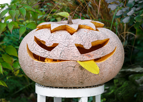 Halloween huge curved pumpkin with cute eyes and cheeky smile face in the autumn garden. Treat or trick tradition. Autumn crafts kids ideas.