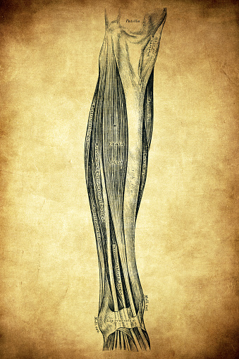 The muscles on the front and outer side of the lower leg