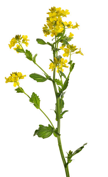 istock wild mustard flowers isolated on white 178156527