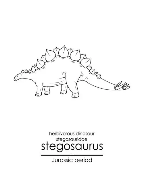 Vector illustration of Stegosaurus, herbivorous, armored dinosaur from the Jurassic period.