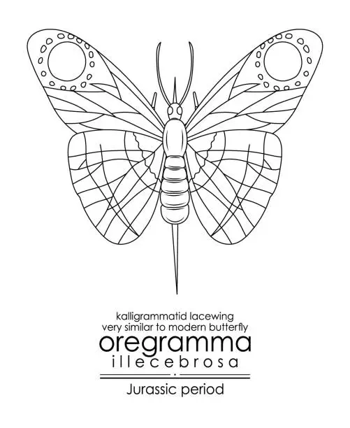 Vector illustration of Prehistoric butterfly-like insect Oregramma illecebrosa