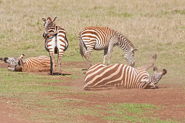 istock Pregnant Grant zebras (Equus quagga boehmi) wallow in dust 178156819