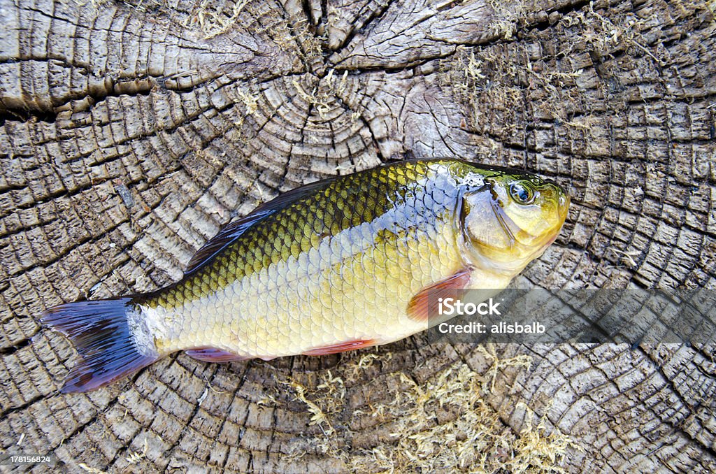 Pez crucian en old fondo de madera - Foto de stock de Agua dulce - Agua libre de derechos