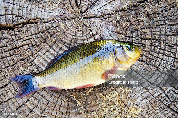 Pez Crucian En Old Fondo De Madera Foto de stock y más banco de imágenes de Agua dulce - Agua - Agua dulce - Agua, Aire libre, Alimento