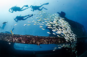 School of fish at the harruby wreck dive site in Phuket, Thailand