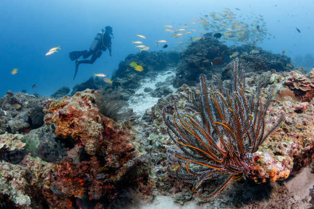 istock Feather star on coral reef at dive site in Phuket, Thailand 1781572219