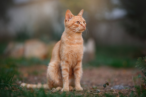 Beautiful red cat portrait. A orang tabby cat sits in the garden against a background of green