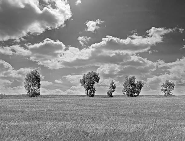 istock row of trees in black and white 178157313