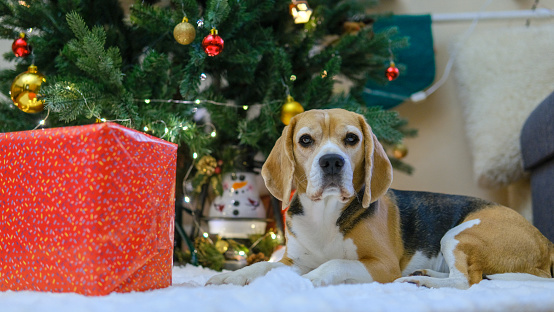 beagle dog laying under christmas tree with gift boxes. High quality photo