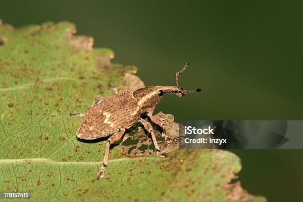 Rüsselkäfer Stockfoto und mehr Bilder von Bildhintergrund - Bildhintergrund, Biologie, Blatt - Pflanzenbestandteile