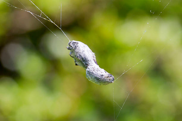 Captured insect prey in spider web.