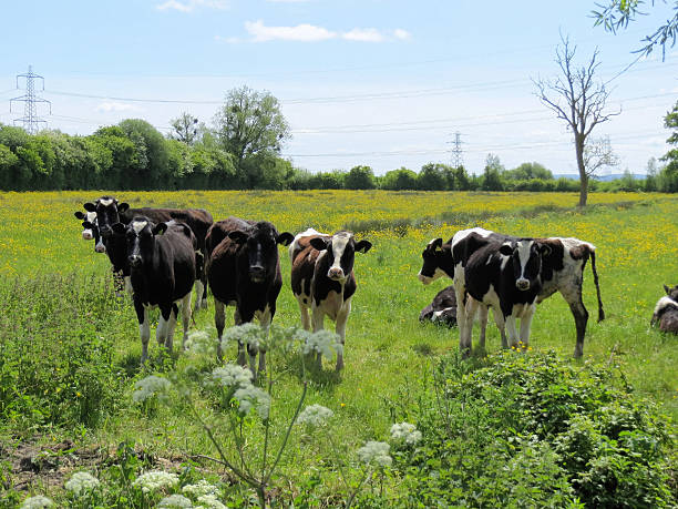 istock Agriculture in Magor 178157422