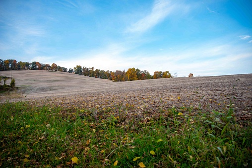 Beautiful agricultural landscape harvested soybean field under blue sky with green grass foreground and colorful autumn leaves, woodland background