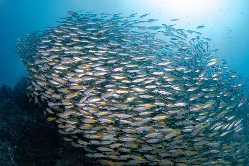 School of yellow stripe trevally fish swimming together in Andaman Sea, Thailand. Large group of marine life schooling in crystal clear blue water.