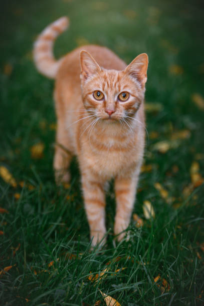 istock Orange Tabby cat walking outside in the grass 1781576002