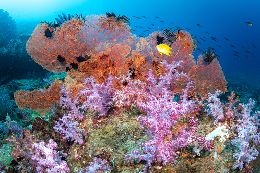 Beautiful pink soft coral with a group of feather stars on gorgonian sea fans in Andaman Sea. Colorful underwater landscape at south tip dive site, Racha Noi island in Phuket, Thailand.