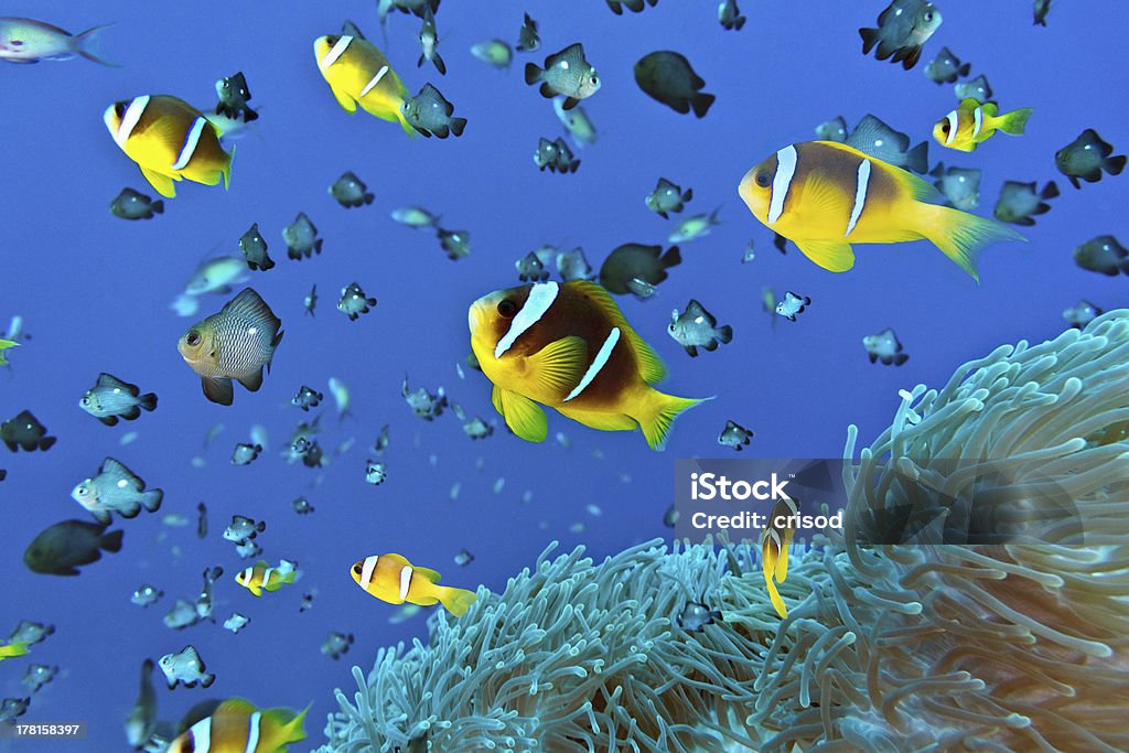 Anemone fish Anemone fish on the soft coral School of Fish Stock Photo