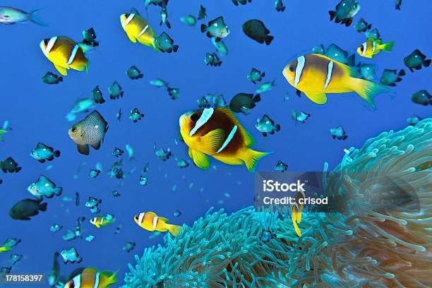 Anemone Fish Stock Photo - Download Image Now - School of Fish, Tropical Fish, Macrophotography