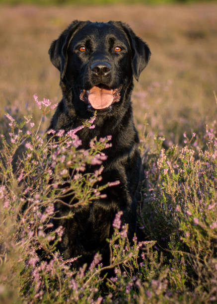 istock Black labrador retriever sitting in the lavender fields. 1781584701