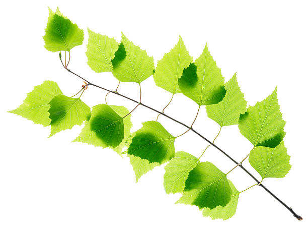 istock Birch twig with green leaves 178158634