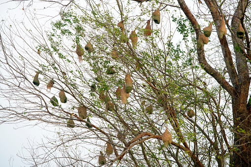 the colony of bird's nest, weaver on a tree