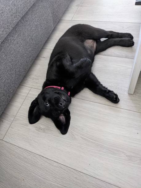 istock Black labrador puppy laying on the floor. 1781586351