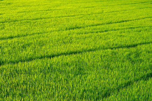 landscape of green rice plantation field with sunset light.