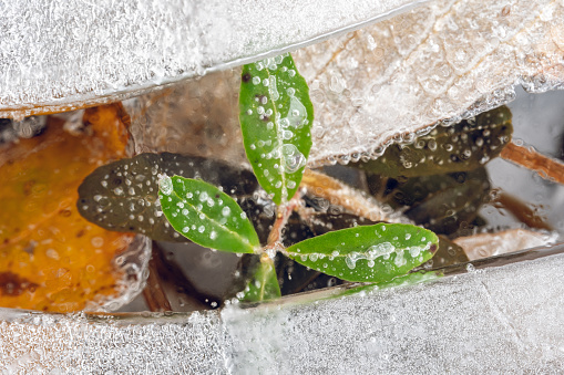 Fallen leaves and a plant  trapped under ice close-up high angle view