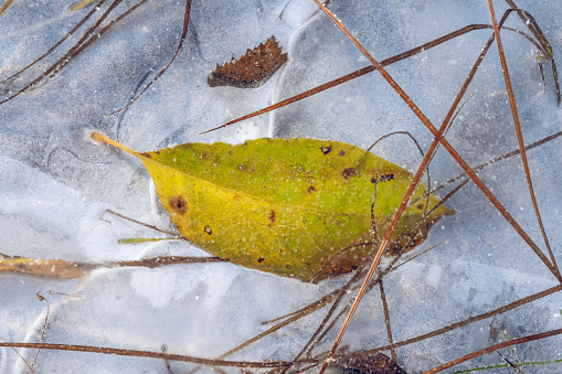 Fallen leaf trapped under ice close-up high angle view