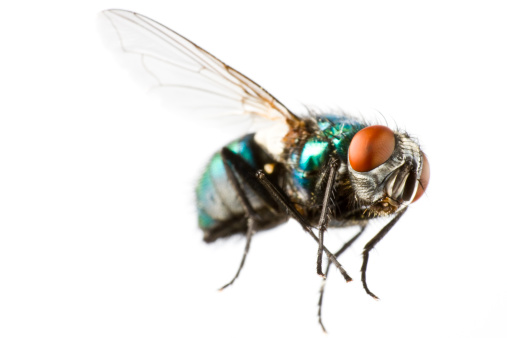 Macro view of black house fly on grey background, space for text