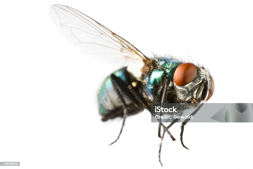 flying house fly in extreme close up flying house fly in extreme close up on white background Insect Stock Photo