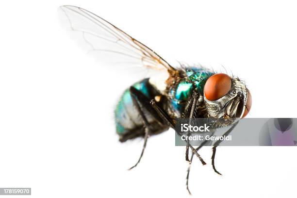 Flying House Fly In Extreme Close Up Stock Photo - Download Image Now - Insect, Flying, White Background