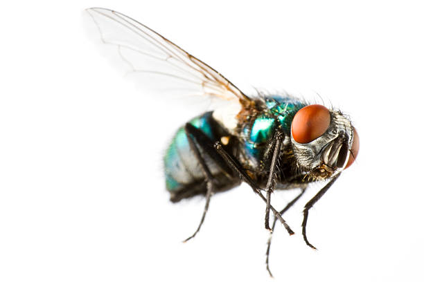 voar mosca doméstica no extremo close up - fly housefly ugliness unhygienic imagens e fotografias de stock