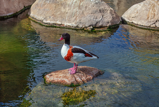 Goose standing on a rugged rock that protrudes from the water surface