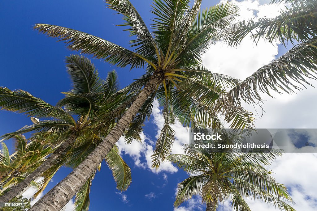 Paraíso Tropical Palm Wakiki la playa en Oahu, Hawai - Foto de stock de Aire libre libre de derechos