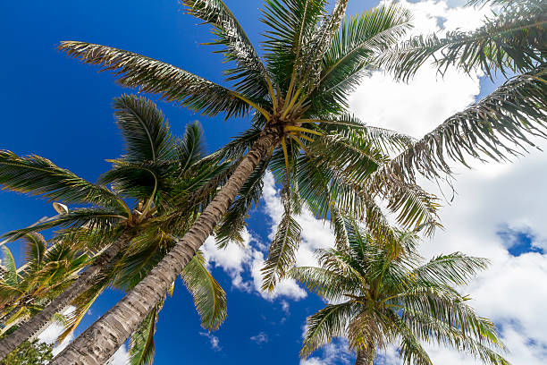istock Tropical Palm Paradise in Wakiki beach Oahu Hawaii 178160397