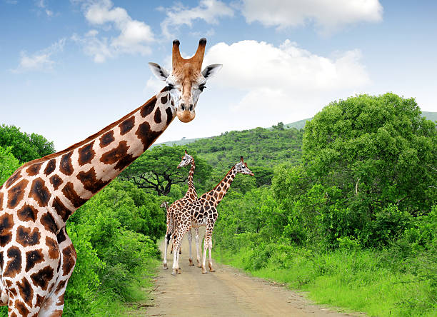 giraffes w kruger park - park narodowy krugera zdjęcia i obrazy z banku zdjęć