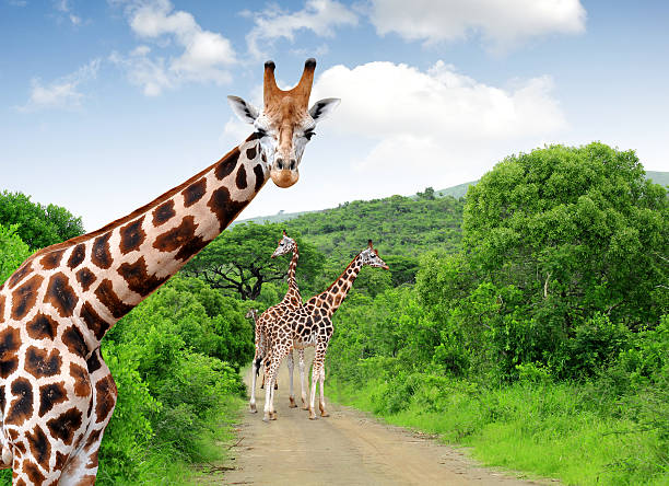 girafas no parque de kruger - transvaal - fotografias e filmes do acervo