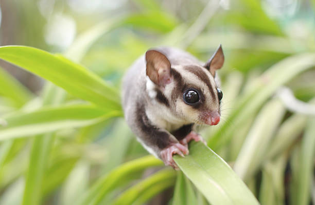sugarglider descanse en el árbol - opossum australia marsupial tree fotografías e imágenes de stock