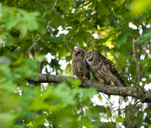 istock Mother and Owlet Barred Owls 178160683