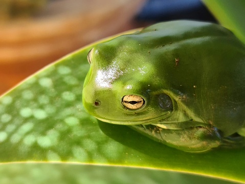 A vibrant green frog perched atop a lush green leaf, next to a cluster of potted plants in a vibrant outdoor setting