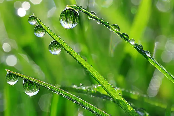 Fresh grass with dew drops close up