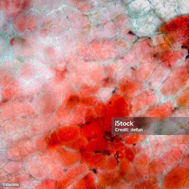 Elektronowy Czerwone Owoce Wiśni Peel Cell - zdjęcia stockowe i więcej obrazów Bez ludzi - Bez ludzi, Biologia - Nauka, Bliskie zbliżenie
