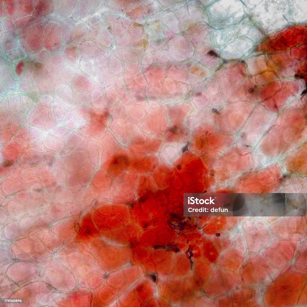 Micrografia vermelho Cereja Casca de fruta célula - Royalty-free Agricultura Foto de stock