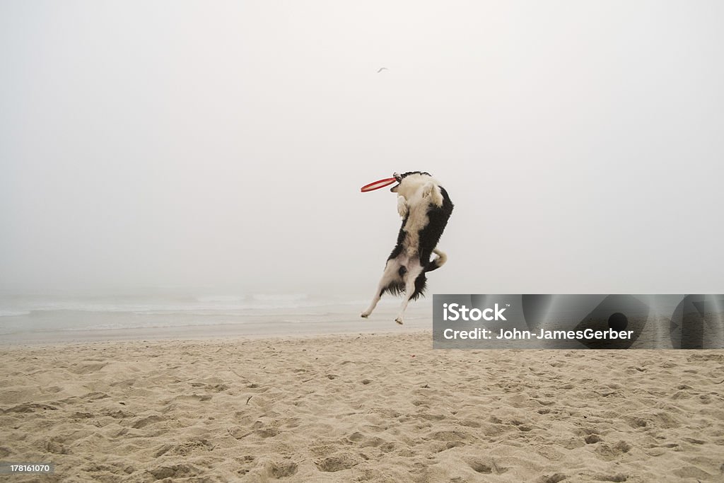 Auffällige frisbee Tier - Lizenzfrei Apportieren Stock-Foto