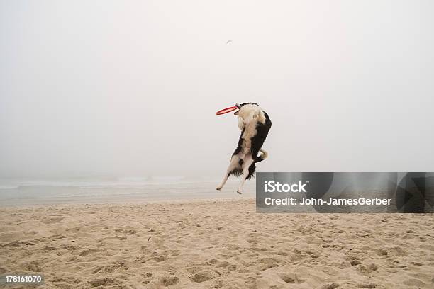 Auffällige Frisbee Tier Stockfoto und mehr Bilder von Apportieren - Apportieren, Baltikum, Fotografie