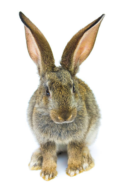 istock Happy New Year of rabbit 178161345