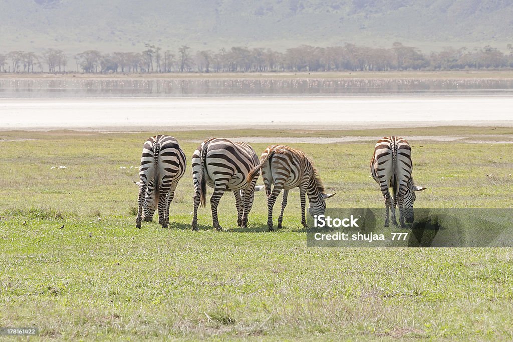 Grant zebras voltar para nós pasta nos savanna antes de lago - Royalty-free Animal Foto de stock