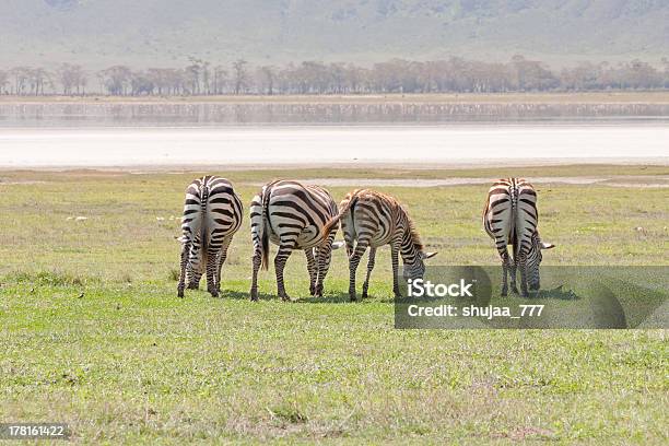 Grant Zebras Voltar Para Nós Pasta Nos Savanna Antes De Lago - Fotografias de stock e mais imagens de Animal