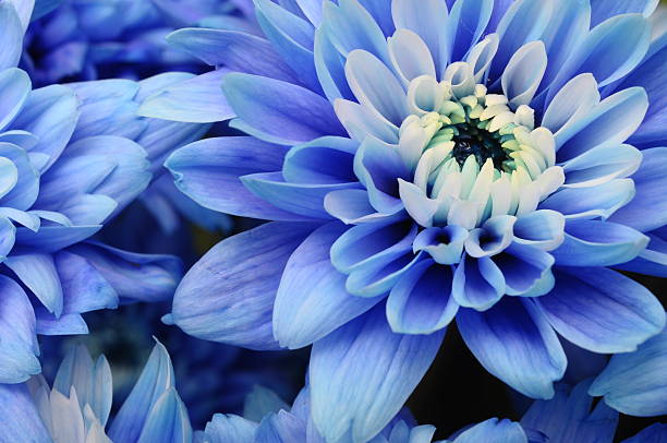 istock Macro of blue flower aster 178161499